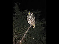 Spotted Eagle Owl image