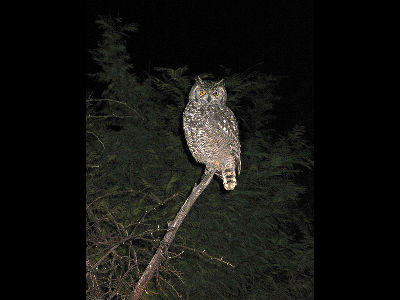Owl  -  Spotted Eagle Owl