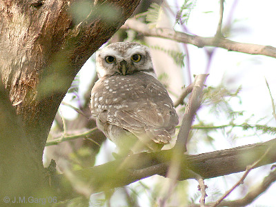Owl  -  Spotted Owlet