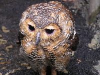 Spotted Wood Owl image