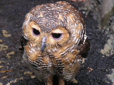 Owl  -  Spotted Wood Owl