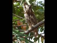 Tropical Screech Owl image