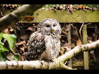 Ural Owl image