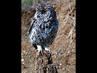 Western Screech Owl image