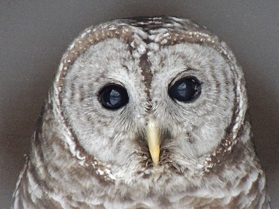 Owl  