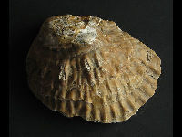 Oyster image