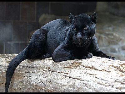 Panther  -  Black Panther