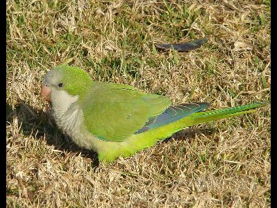Parakeet  -  Monk Parakeet