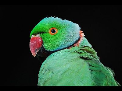 Parakeet  -  Rose-Ringed Parakeet