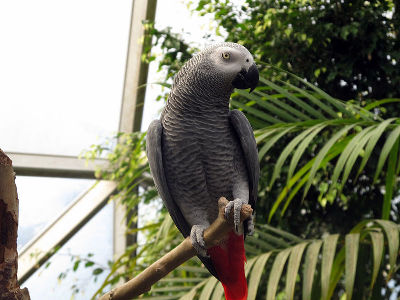 Parrot  -  African Gray Parrot