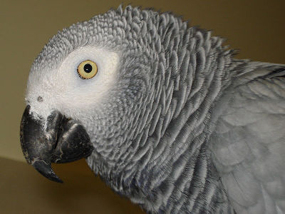 Parrot  -  African Gray Parrot