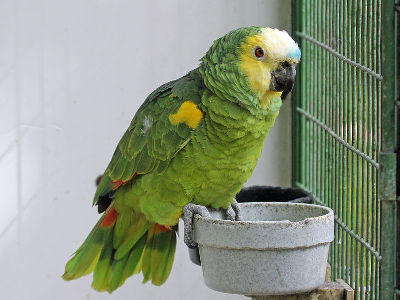 Parrot  -  Blue-fronted Amazon