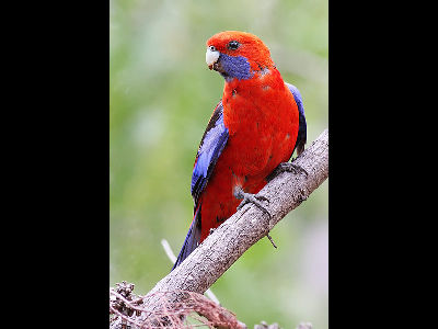 Parrot  -  Crimson Rosella