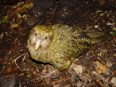 Parrot  -  Kakapo