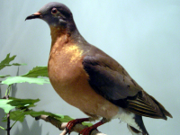 Passenger Pigeon image