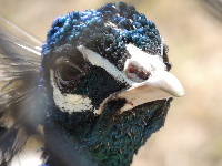 Peafowl image
