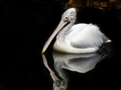 Pelican  