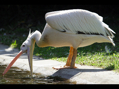 Pelican  -  Australian Pelican