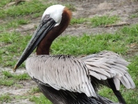Brown Pelican image