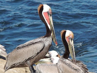 Pelican  -  Brown Pelican