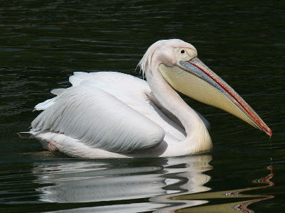 Pelican  -  Great White Pelican