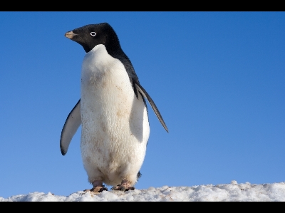 Penguin  -  Adelie Penguin