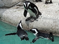 African Penguin image