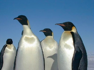 Penguin  -  Emperor Penguin