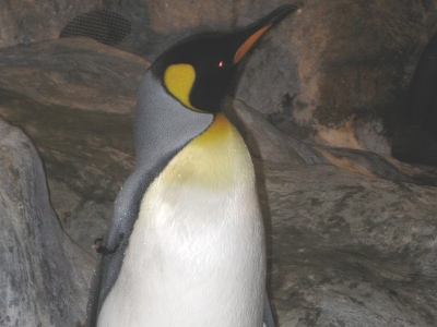 Penguin  -  King Penguin