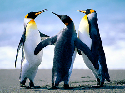 Penguin  -  King Penguin
