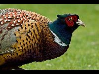 Pheasant image