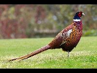 Common Pheasant image