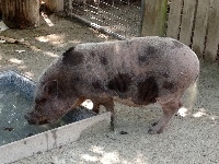 Pot-bellied Pig image