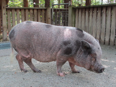 Pig  -  Pot-bellied Pig