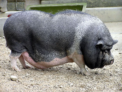 Pig  -  Pot-bellied Pig