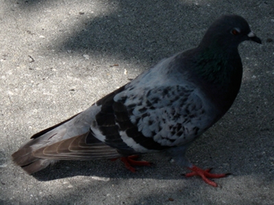 Pigeon  