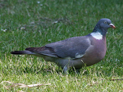 Pigeon  -  Common Wood Pigeon