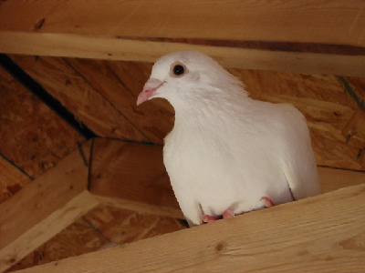 Pigeon  -  Homing Pigeon