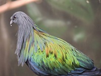 Nicobar Pigeon image