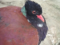 Pheasant Pigeon image