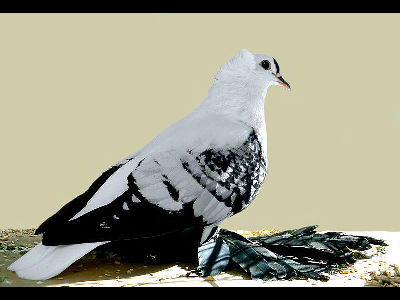 Pigeon  -  Saxon Fairy Swallow