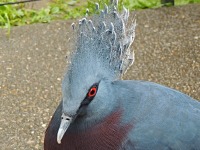 Victoria Crowned Pigeon image