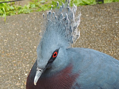 Pigeon  -  Victoria Crowned Pigeon