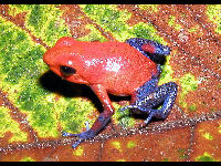 Strawberry Poison-dart Frog image