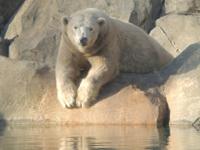 Polar Bear  