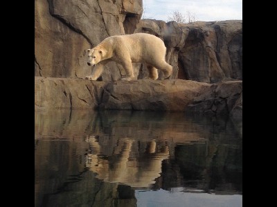 Polar Bear  