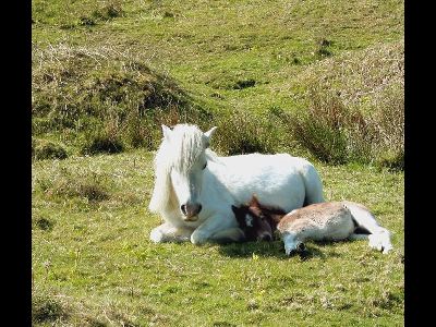 Pony  -  Dartmoor