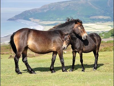 Pony  -  Exmoor