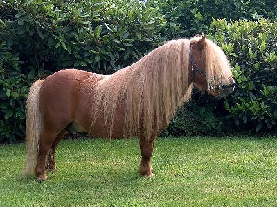 Pony  -  Shetland Pony