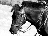 Sumba Pony image